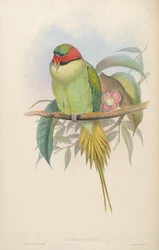 Oiseaux d